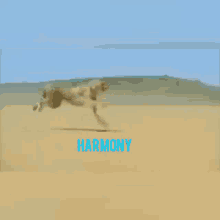 Harmony Harmony Protocol GIF - Harmony Harmony Protocol One GIFs
