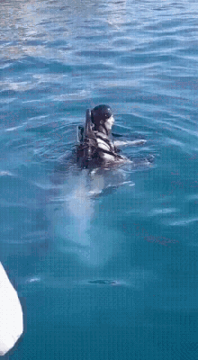a person in a scuba gear is swimming in the water