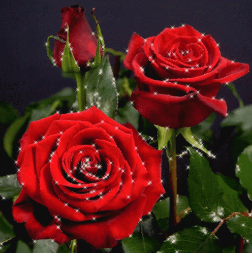 Roselove57 Rose In Water GIF - Roselove57 Rose In Water Rose Lovely ...