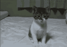 Meow Cat GIF