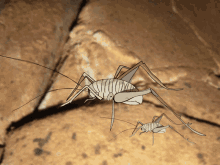 Bug Cricket GIF - Bug Cricket Cave GIFs