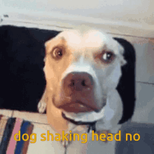 Dog Smile Shakes Head GIF