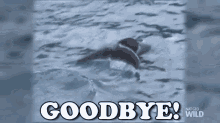 Goodbye GIF - Nat Geo Nat Geo Wild Goodbye GIFs