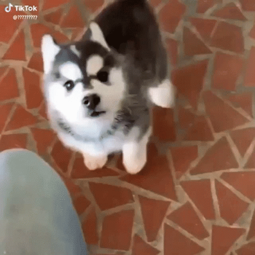 Dog Cute GIF - Dog Cute Puppy - Discover & Share GIFs