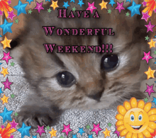cat kitten kitty cute have a wonderful weekend