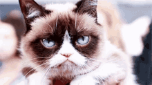 Nope GIF - Grumpy Cat Cat Grumpy GIFs