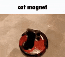 Cat Magnet GIF - Cat Magnet GIFs