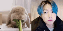 a rabbit is eating a leaf next to a picture of a person with blue hair .