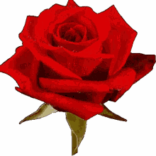 rose heart flower spinning red rose