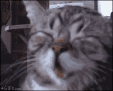 Ashlyn Cat Laugh GIF - Ashlyn Cat Laugh Ashlyn Cat Laugh GIFs