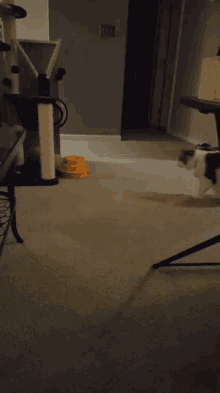 a cat tree in a dark room with a yellow bowl