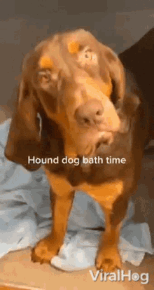 Hound Dog Bath Time Viralhog GIF - Hound Dog Bath Time Viralhog Bark GIFs