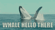 Whale Hello GIF - Meme Whale Animal GIFs