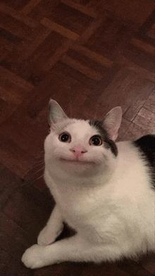 a black and white cat is laying on a wooden floor