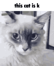 Cat This Cat Is K GIF - Cat This Cat Is K This Cat GIFs