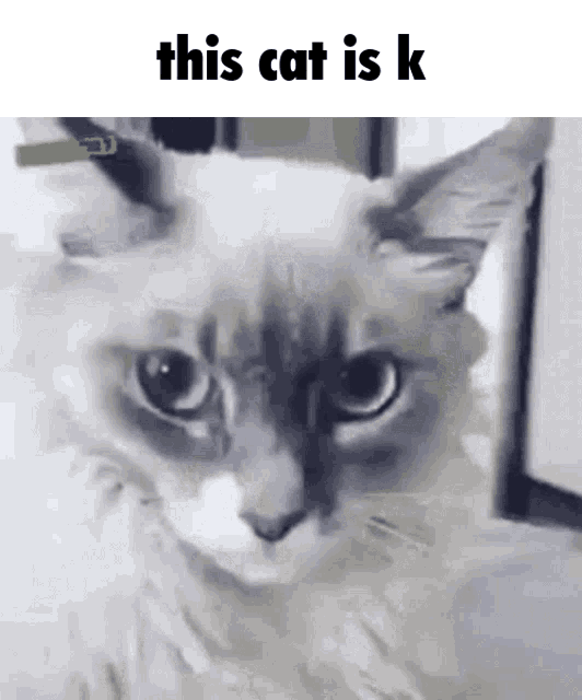 Cat This Cat Is K GIF - Cat This Cat Is K This Cat - Discover & Share GIFs