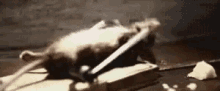 GIF