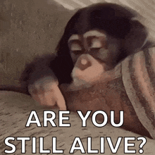a chimpanzee pointing at something with the words " are you still alive " written below it