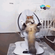 Chill Cat GIF - Chill Cat Vacation GIFs