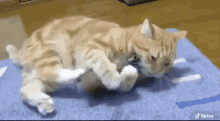 Cat Bomb GIF - Cat Bomb Catboom GIFs