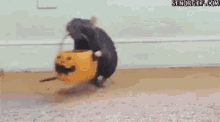 Halloween Mouse GIF - Halloween Mouse Candy GIFs