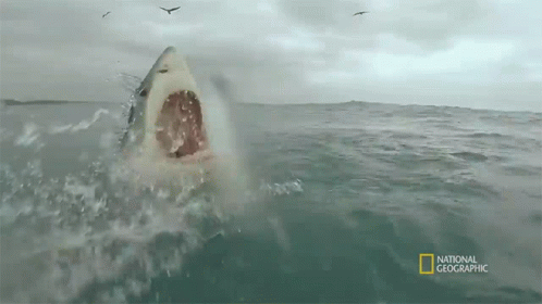 scary sharks attacks