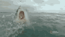 Great White Shark When Sharks Attack GIF - Great White Shark When Sharks Attack Scary GIFs