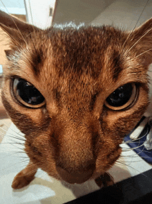 Angry Cat GIF - Angry Cat GIFs