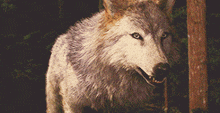 First Immortal Teen Wolf GIF - First Immortal Teen Wolf GIFs