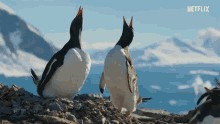 Penguins Couple GIF - Penguins Couple Mate GIFs