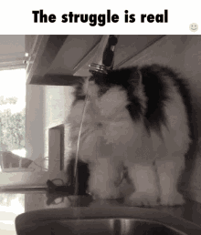 The Struggle Is Real Cats GIF - The Struggle Is Real Cats GIFs