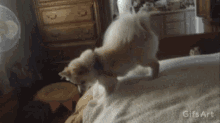 a dog is standing on a bed with a gifs art watermark