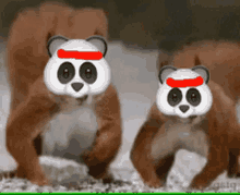 Panda Push Push Panda GIF - Panda Push Push Panda Push Ups GIFs