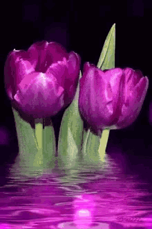 Sparkling Tulip GIF
