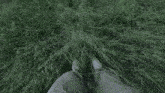 a grassy hill with trees on it and a body of water in the background .