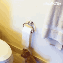 Tissue The Pet Collective GIF - Tissue The Pet Collective Grabbing GIFs