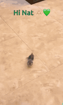 a dog walking on a tiled floor with the words hi nat