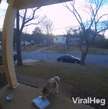 Dog Steals The Package Viralhog GIF - Dog Steals The Package Viralhog Package Pilfering GIFs