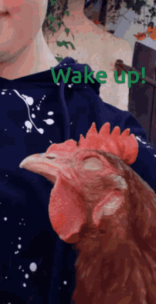 Chicken Wake Up GIF - Chicken Wake Up Sleep GIFs