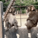 Monkey Monkey Hug GIF - Monkey Monkey Hug Hug GIFs