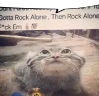 a picture of a cat with a speech bubble saying gotta rock alone then rock alone