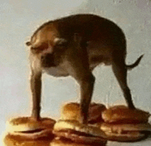 a dog standing on top of a pile of hamburgers .