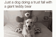 Doggo Trust Fall GIF - Doggo Trust Fall Bear GIFs