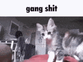 Gang Shit Fist Bump GIF - Gang Shit Fist Bump Cat GIFs