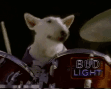 Drums Drumroll GIF - Drums Drumroll Dog GIFs
