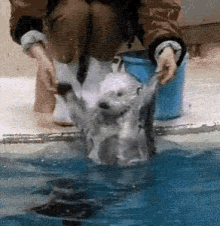 Funny Animals Otter GIF - Funny Animals Otter Cute GIFs