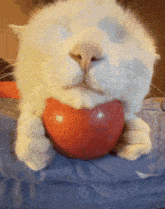 Goodnight Meowstar Cat Apple GIF - Goodnight Meowstar Cat Apple Greed GIFs