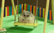 Cute Rat GIF - Cute Rat GIFs