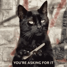 Youre Asking For It Nail File GIF - Youre Asking For It Nail File Cat GIFs