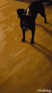 Laser Dog GIF - Laser Dog Chasing Laser GIFs